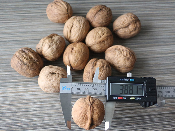 On Sale High Quality Dried walnuts inshell
