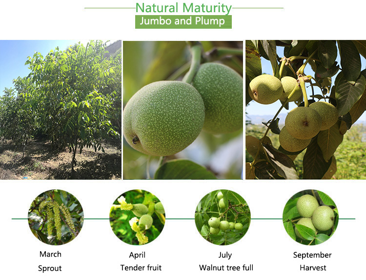 核桃生长过程