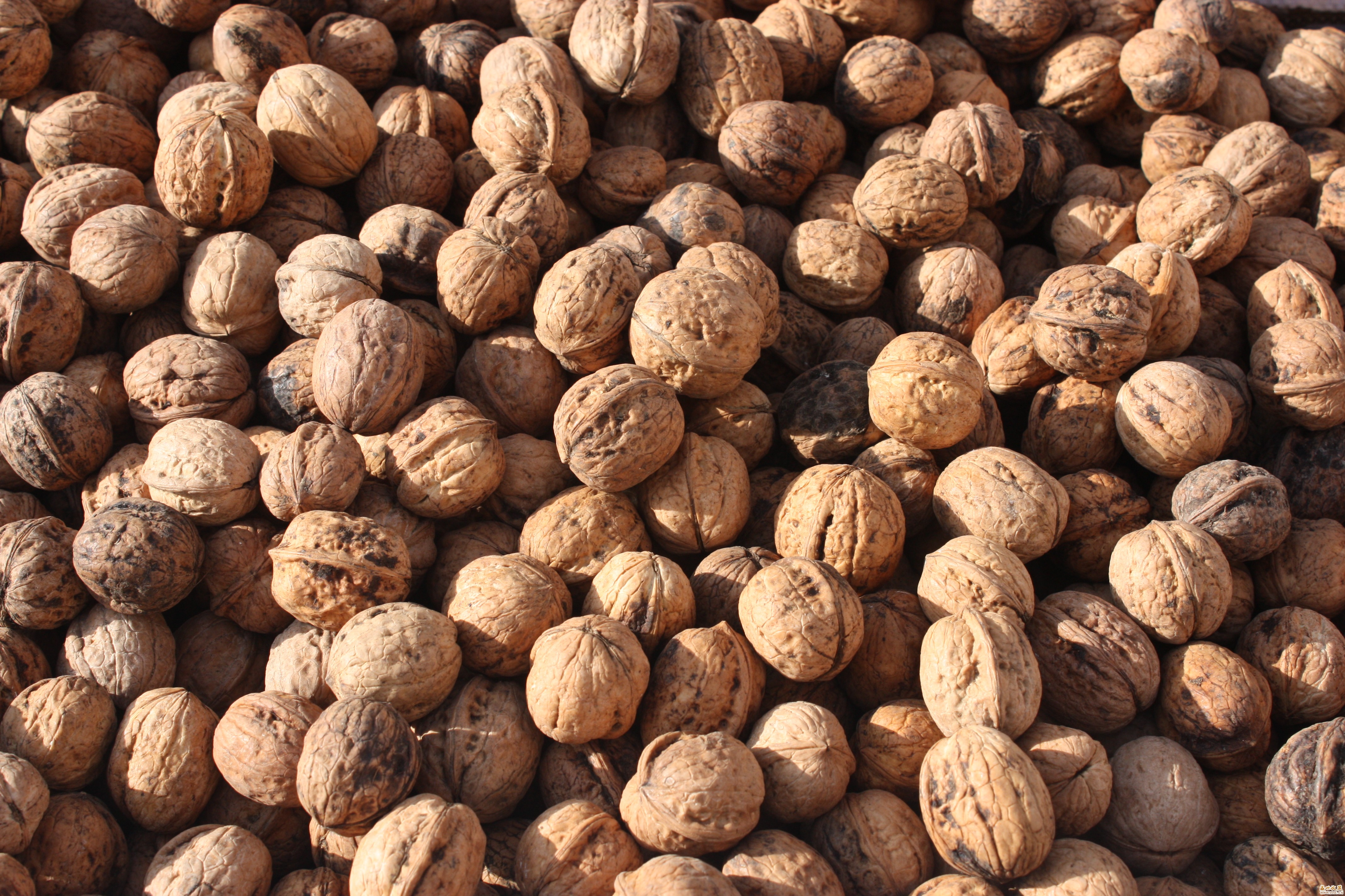 核桃果幸福原色30mm+(02)